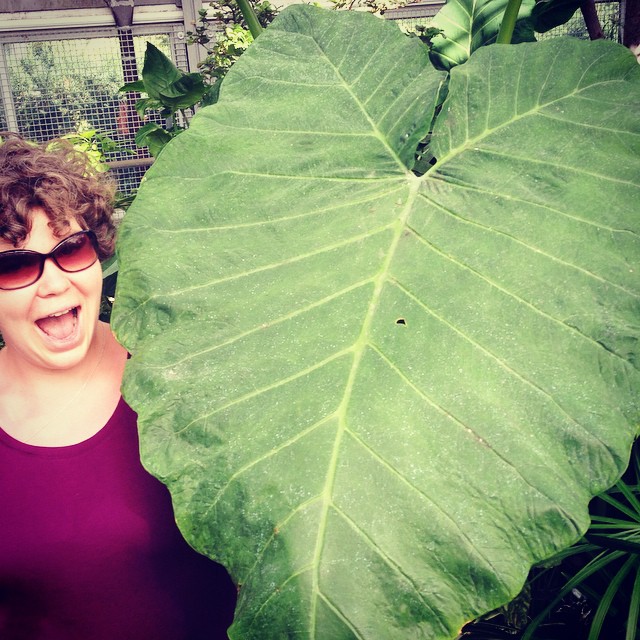 A woman with short, curly brown hair wearing sunglasses and a purple shirt while standing next to a three-foot-wide leaf from the tropical Colocasia plant.