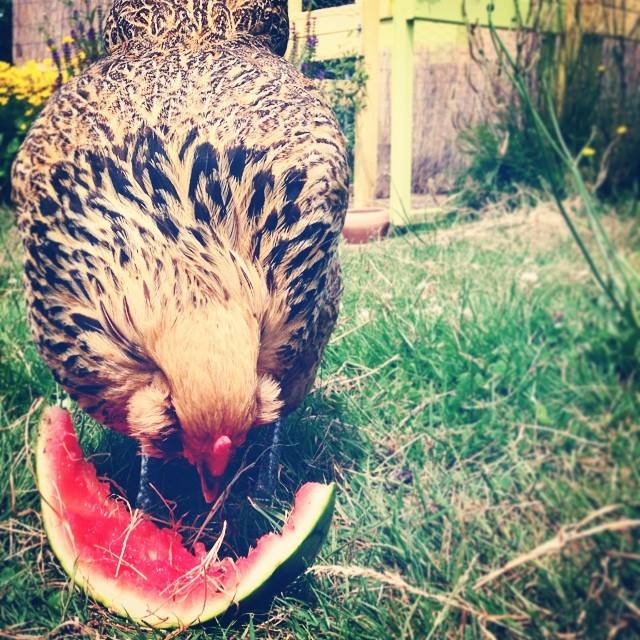 Chicken with black and yellow feathers standing in grass and eating watermelon.