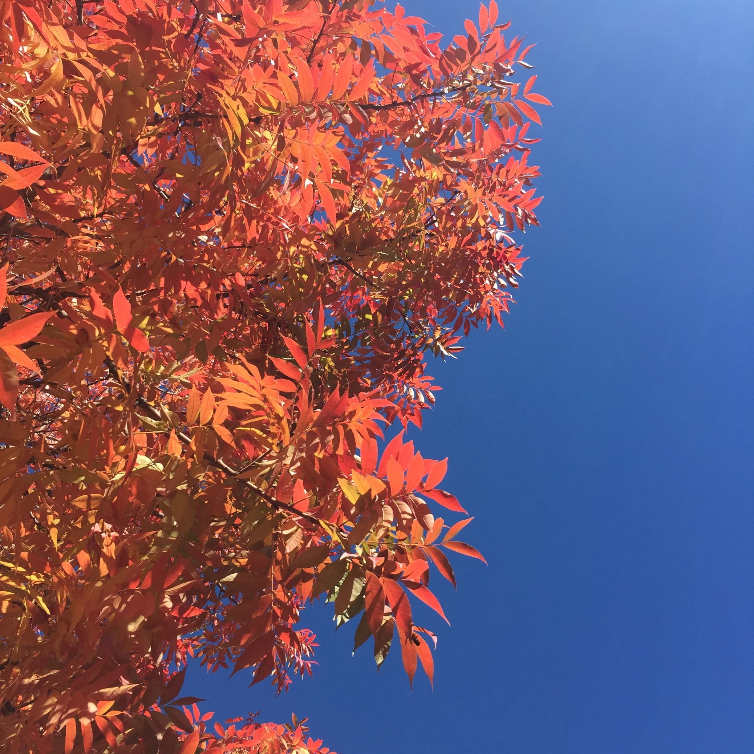 Fall-Tree leaves.jpg