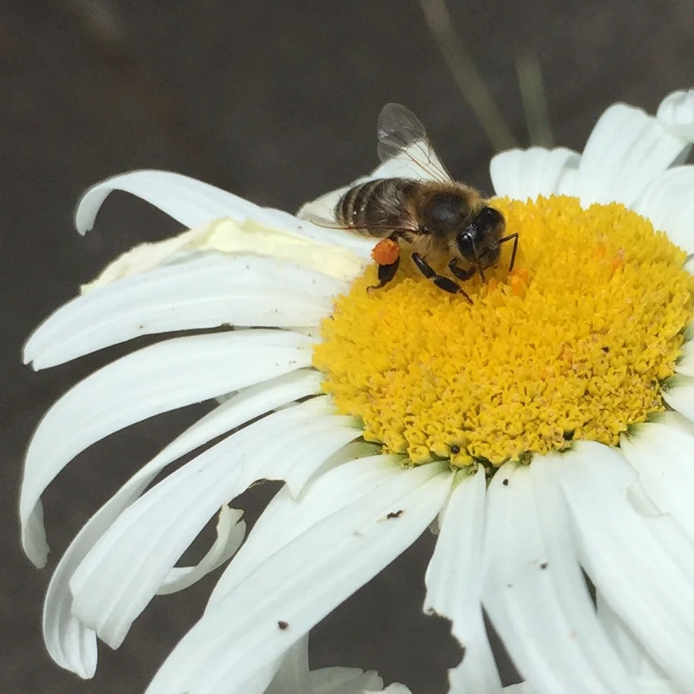 Summer-Shasta daisy with bee.jpg
