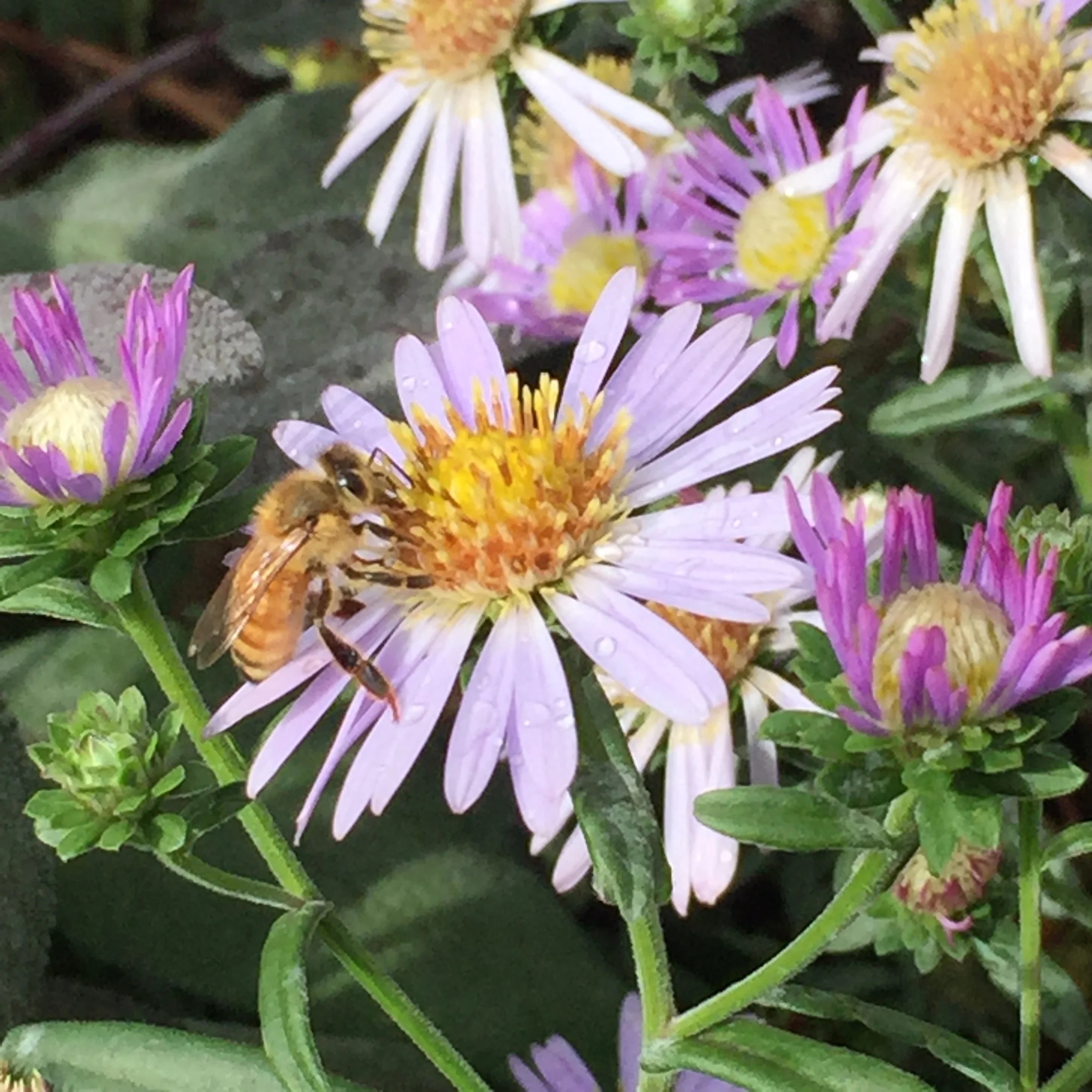 Close up of a purple aster flower with a honey bee on it.