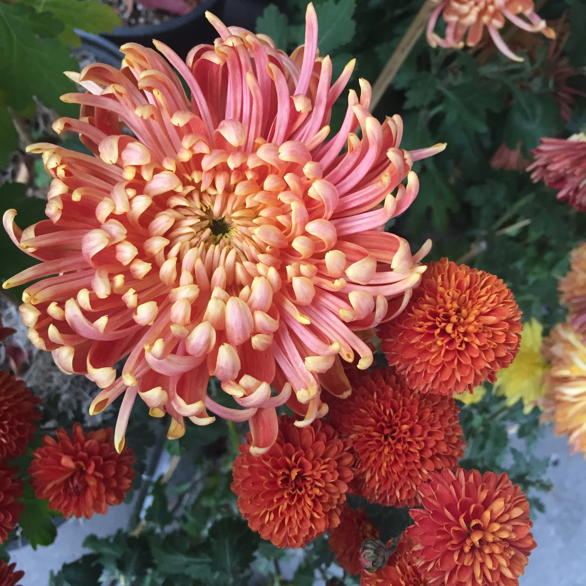 Chrysanthemum flower with thin, slightly curled pink and yellow petals.