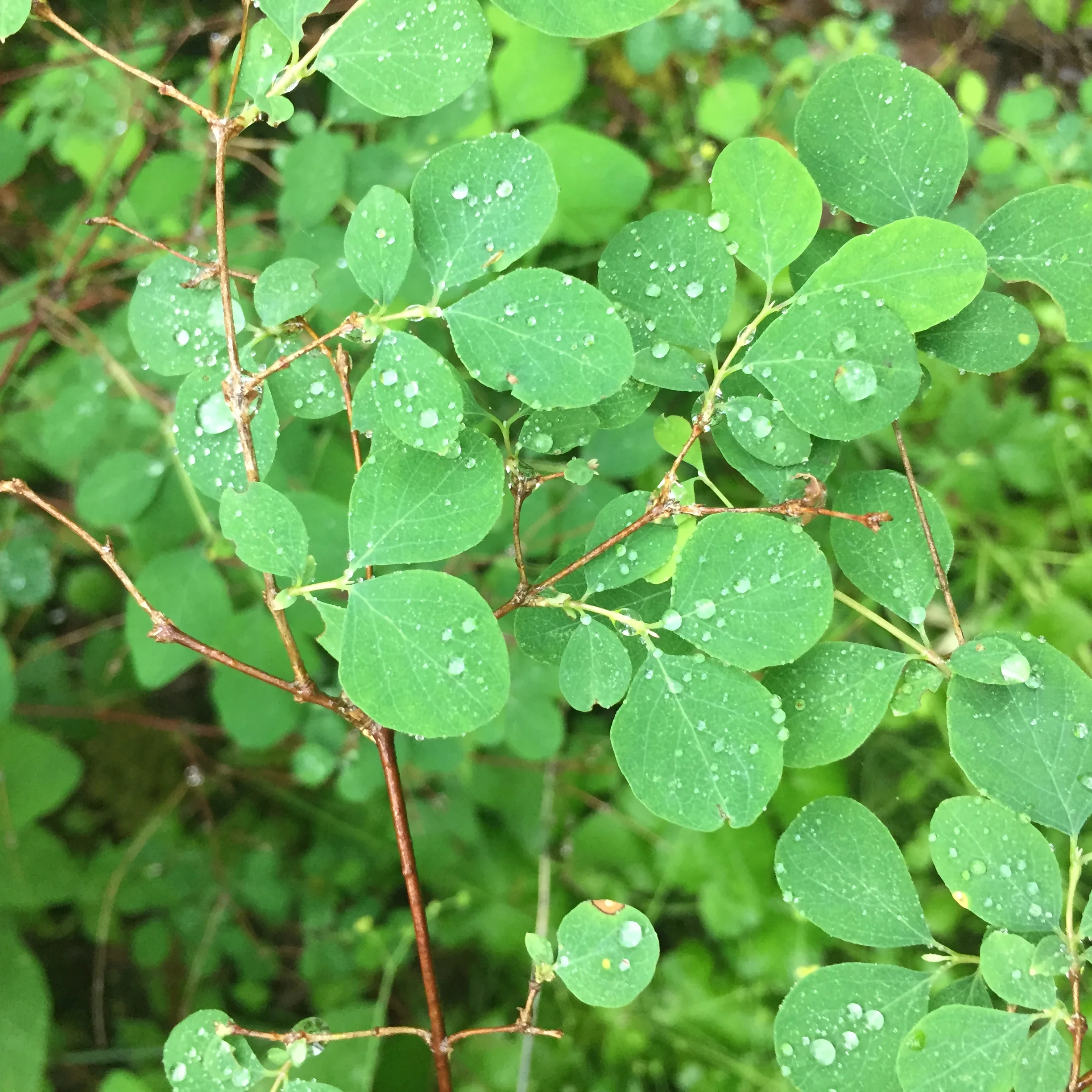 Small, round, bright green leaves from a snowberry plant.