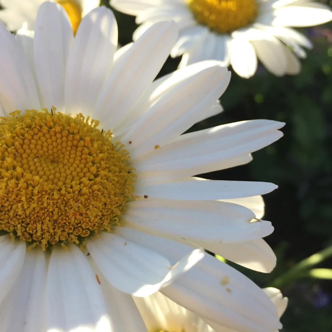 Shasta daisy flower with white petals and a yellow center.