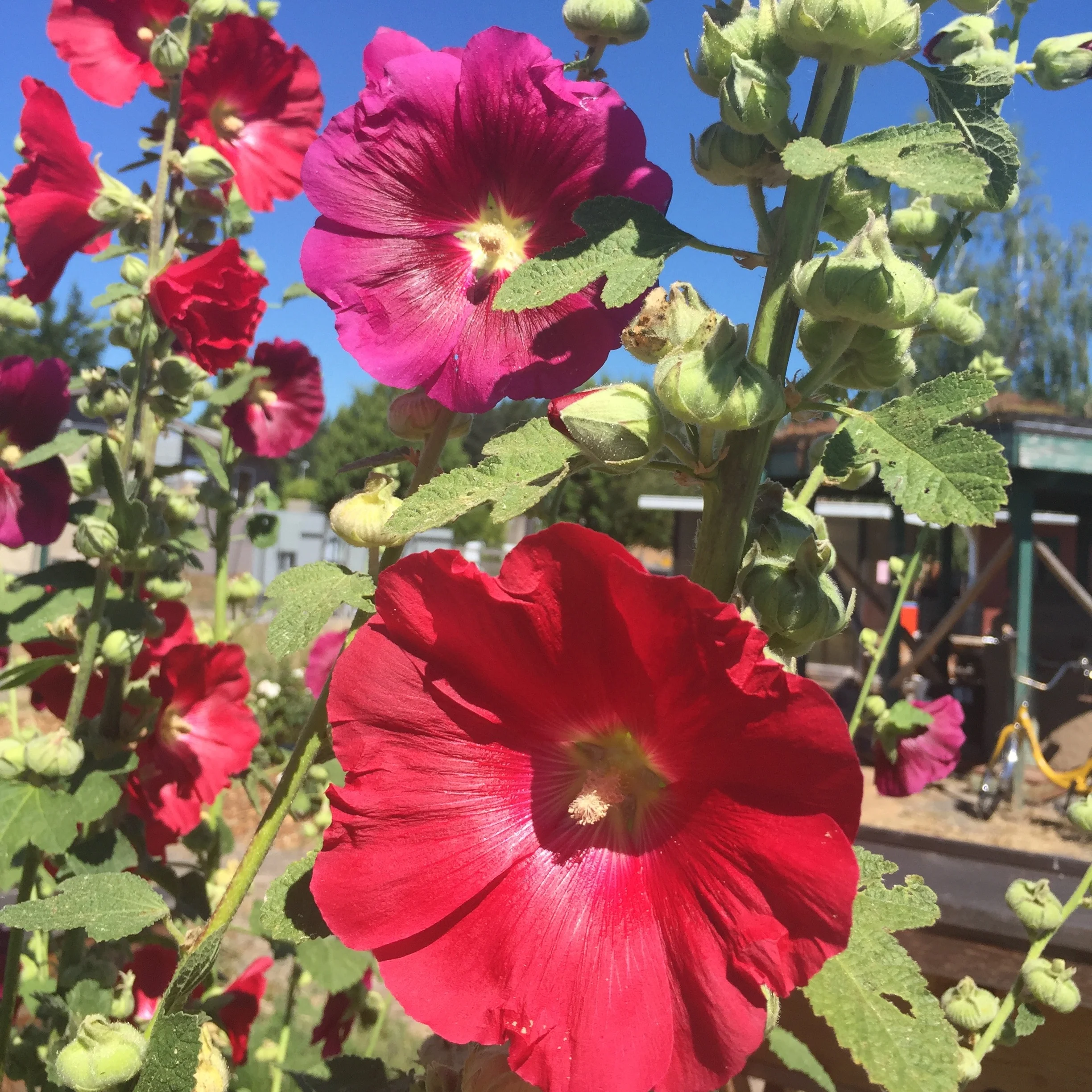 Bright red flowers from a hollyhock plant.
