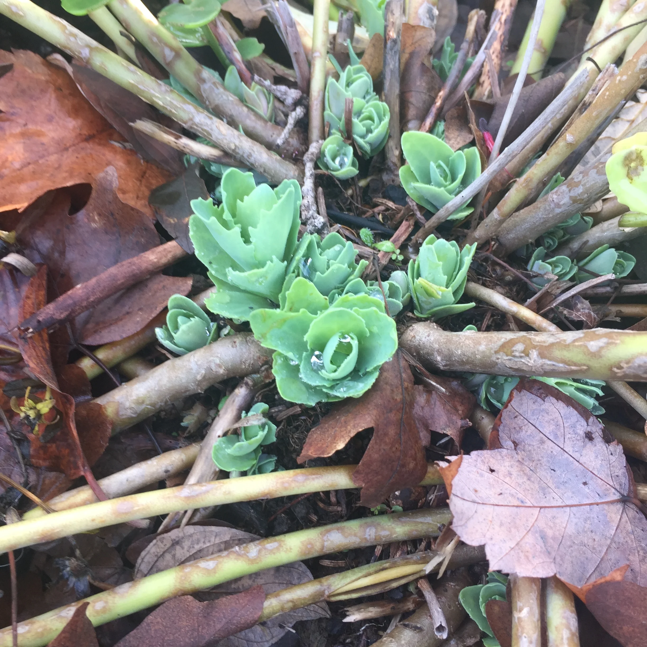 Green new growth of a Sedum plant emerging from the ground..