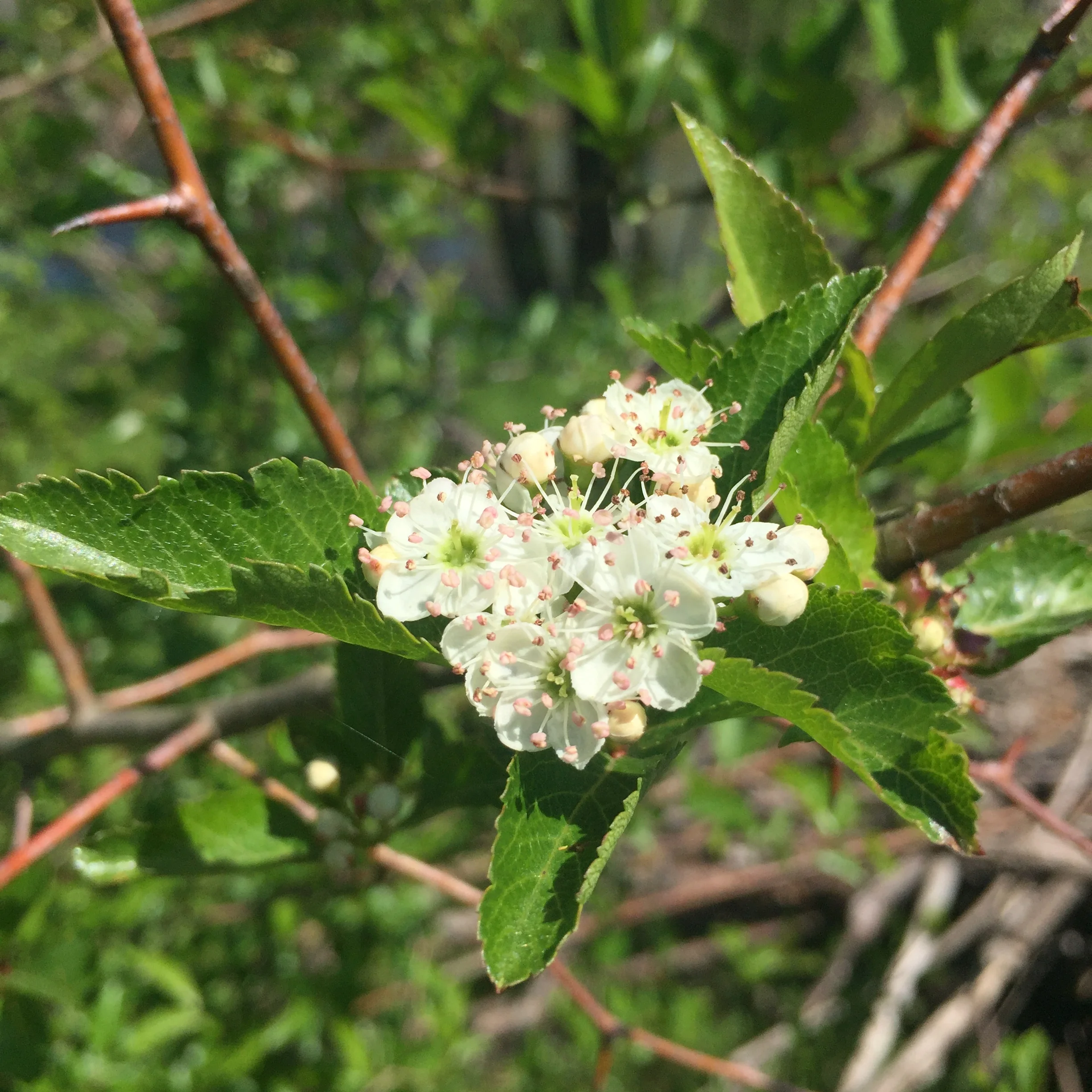 Small white flowers above green leaves and brown stems.