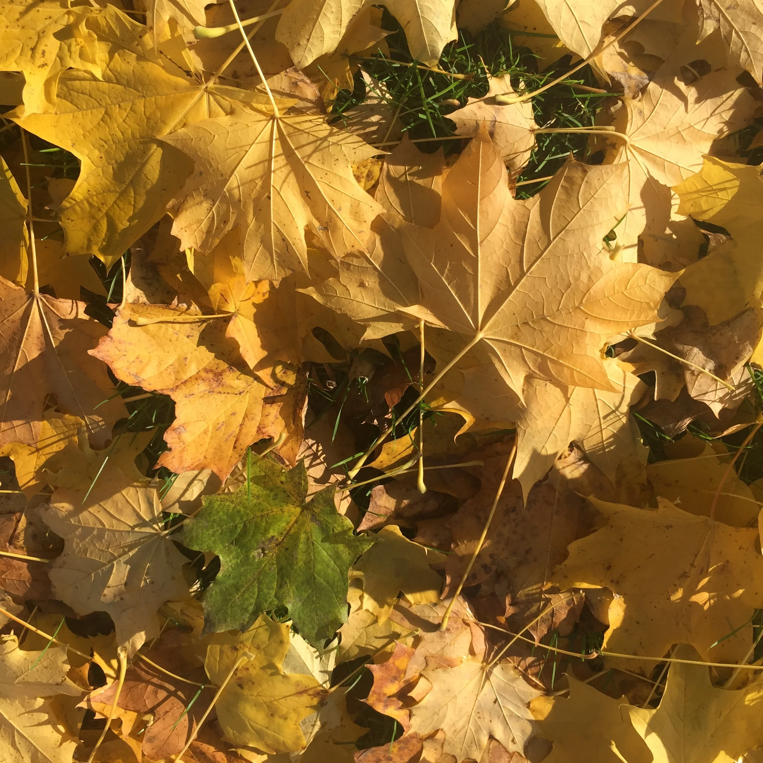 Fall-Leaves-05.jpg