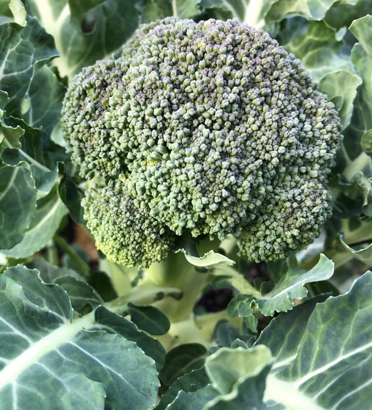 Close-up of a green broccoli head.