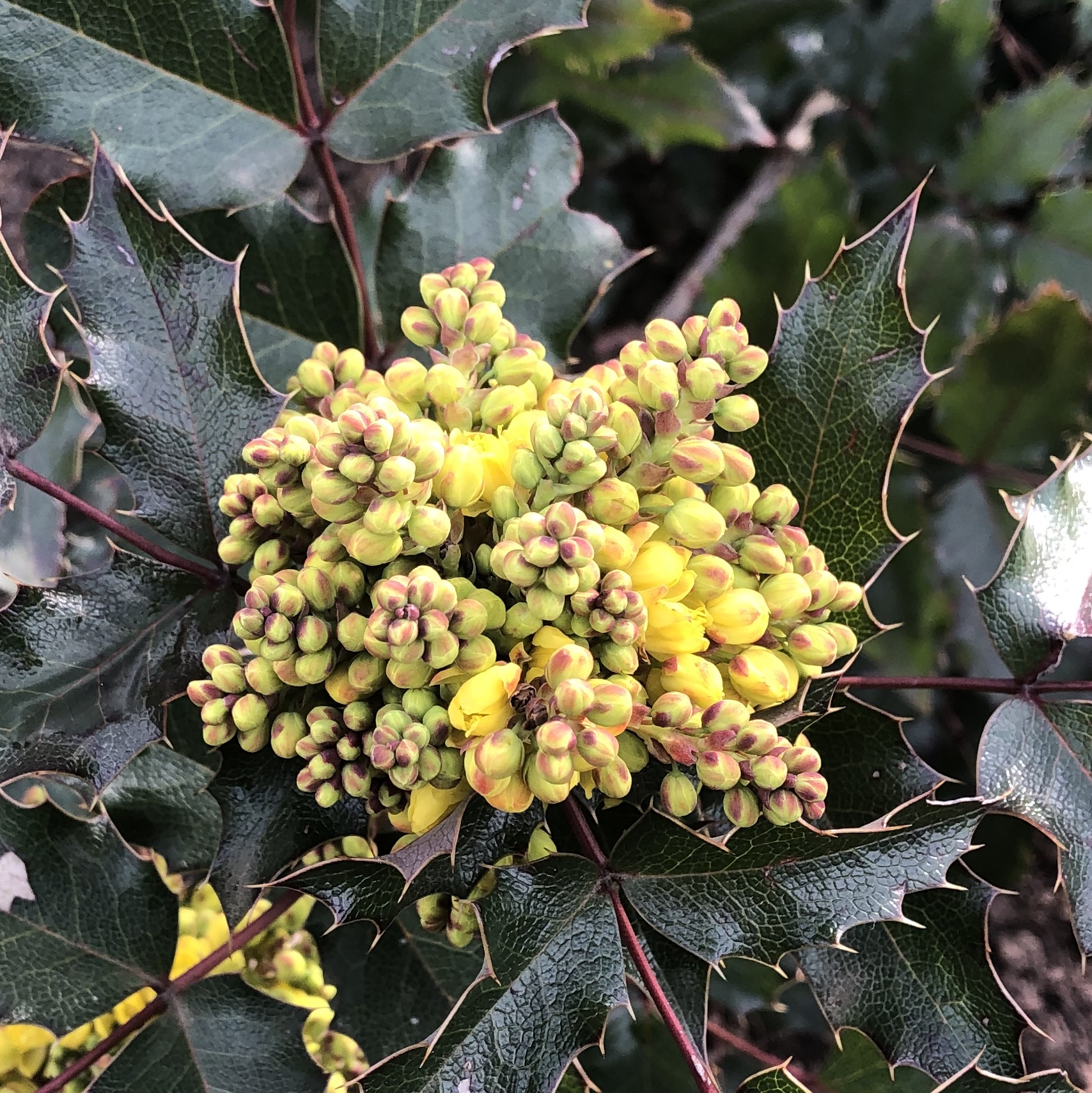 Cluster of bright yellow buds on top of dark green, sharply-toothed foliage.