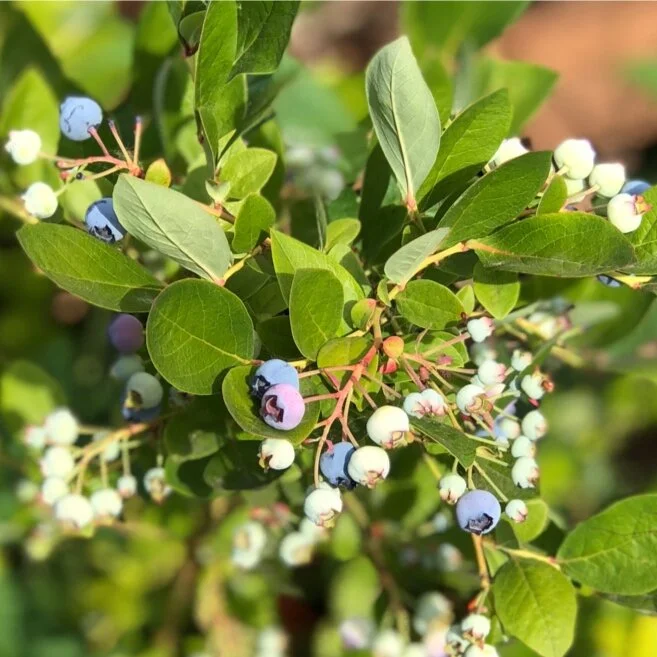 Close up of fruit on a blueberry shrub.