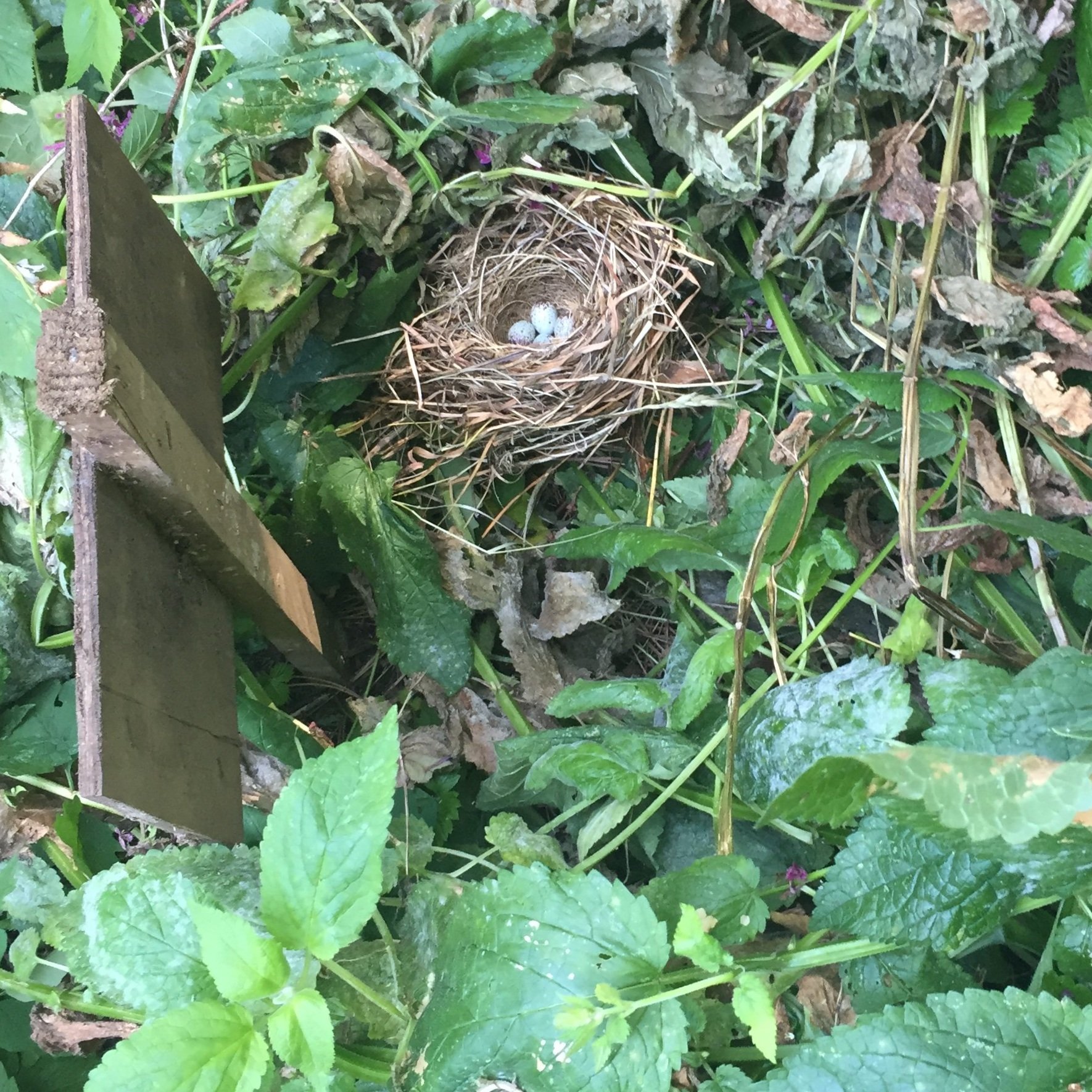 Birds nest with small light blue eggs tucked into green ground cover plants.