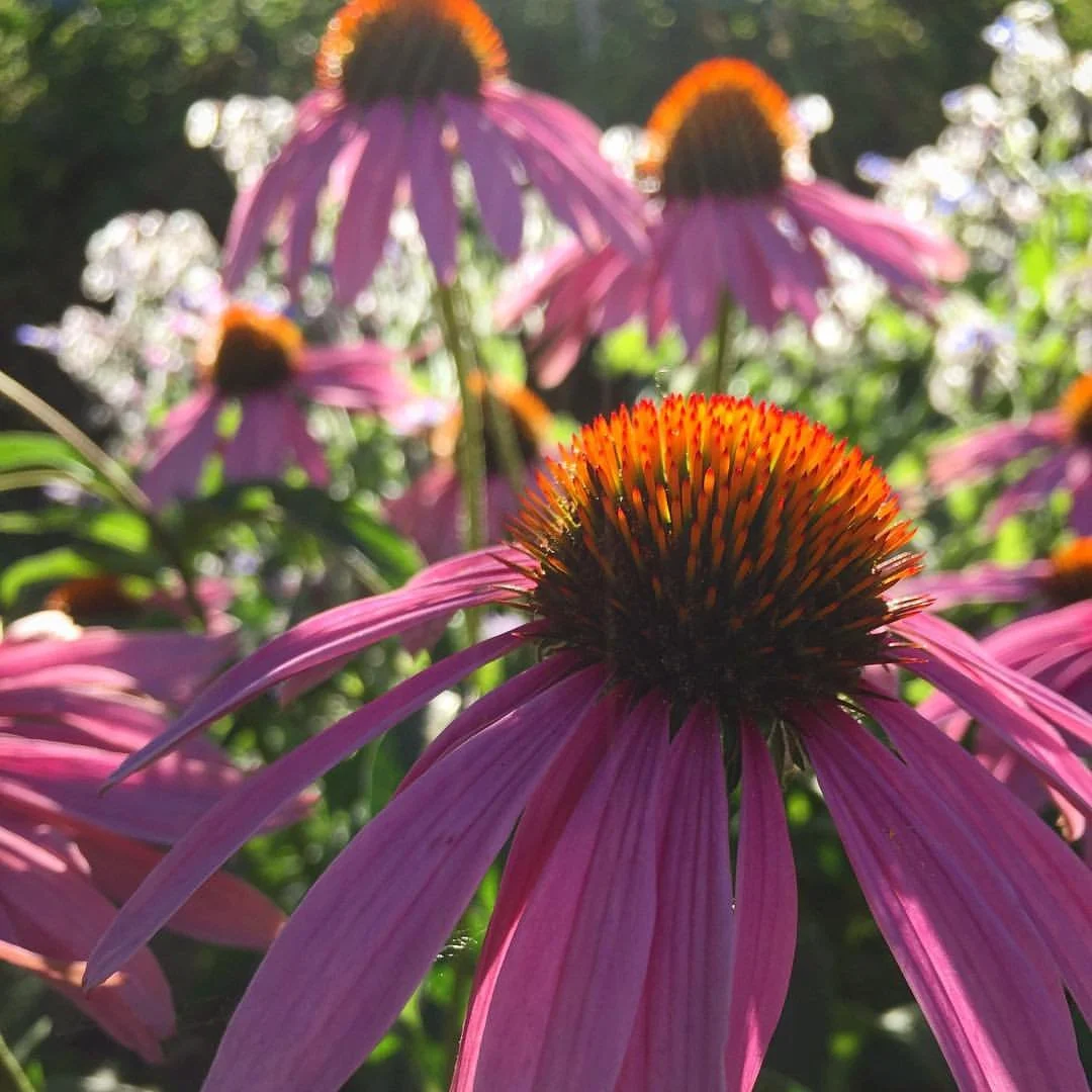 Pink coneflower