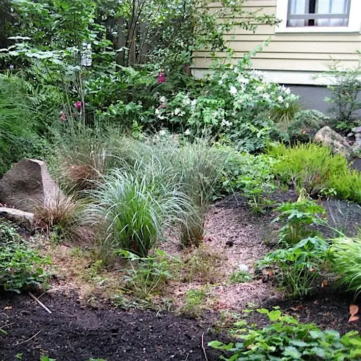 Layers of shrubs, perennials, and grasses in a rain garden.