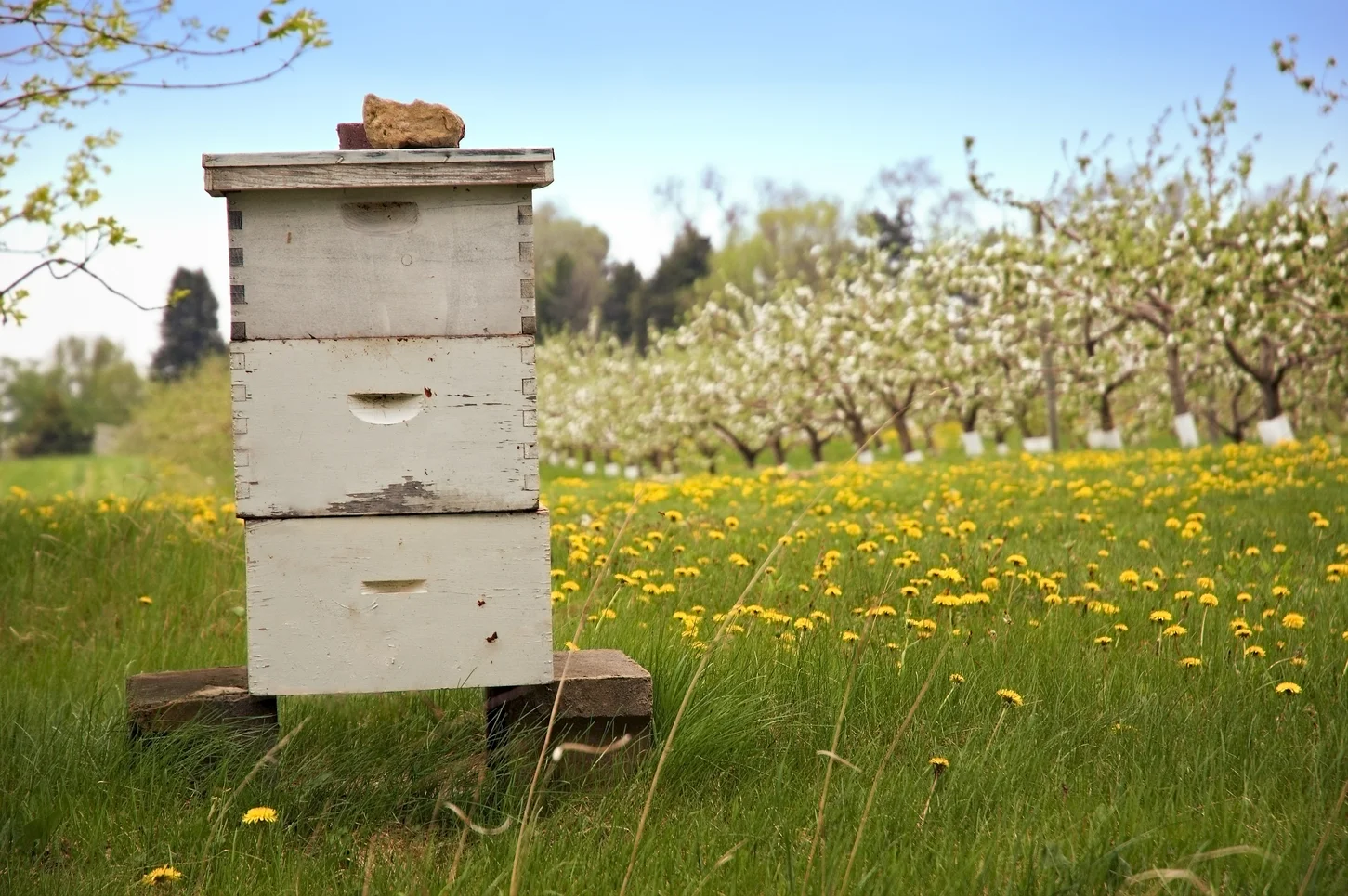 beehive.jpg