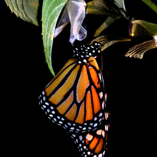 Chrysalis.jpg