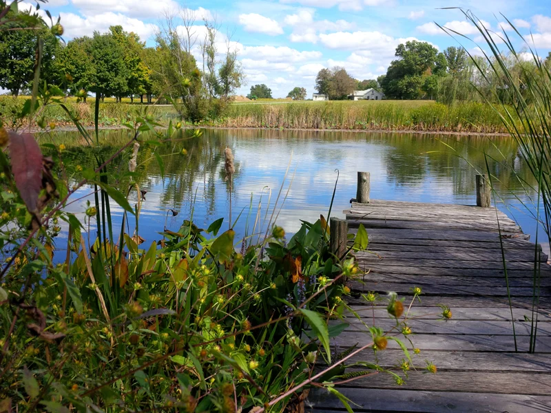 The Pond.jpg
