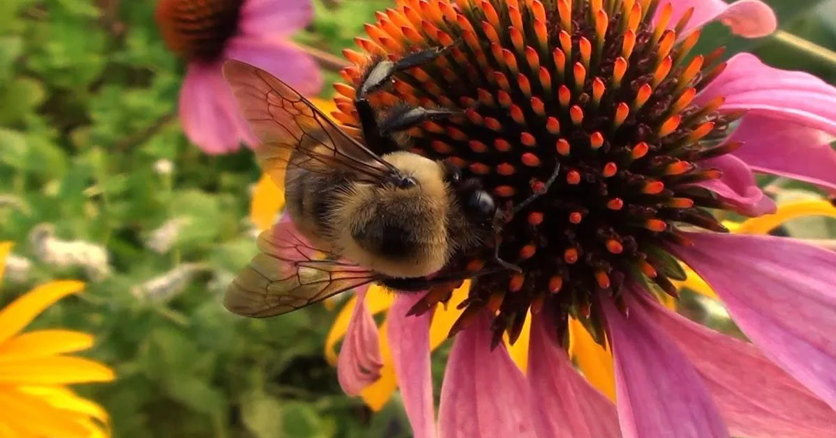 BeeConeFlower.jpg