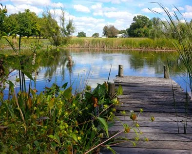 pond.jpg