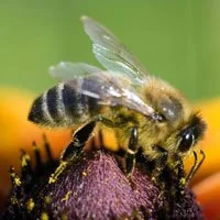 Bee.jpg