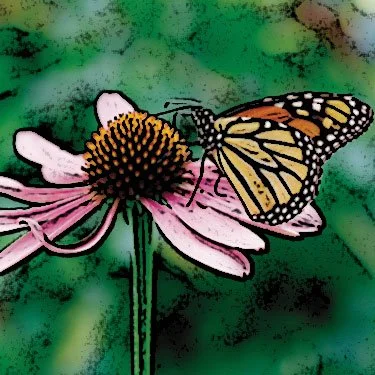 butterfly.jpg