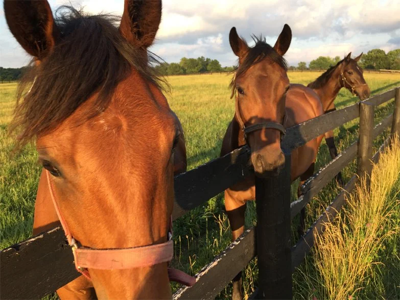 Horses.jpg