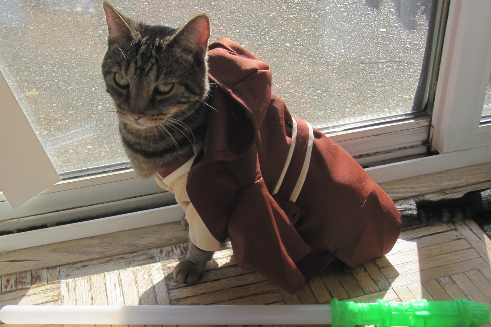  Watch out, the force is certainly with this feline. 