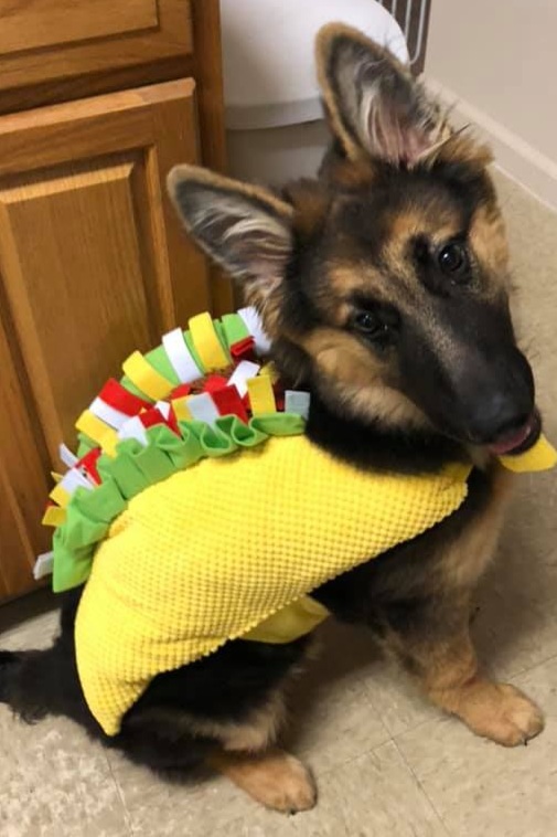  Taco-Bout rocking your costume, this pup sure knows how to steal the show. 