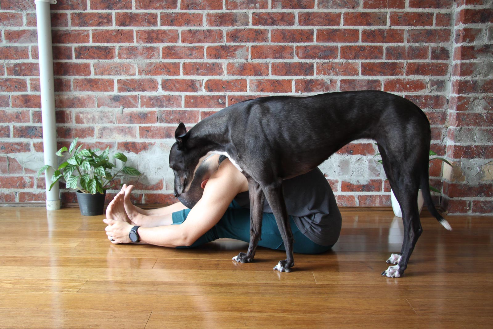 Asana Guide | Seated Forward Fold (Paschimottanasana) 