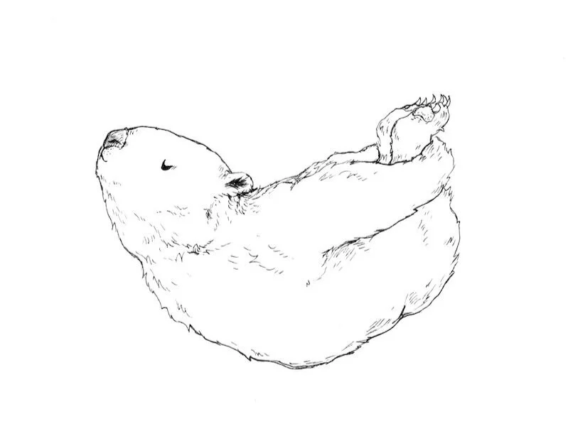 Art |  Dhanurasana Wombat // Every Body Can Yoga  |  Lucy (Yu) Lawes