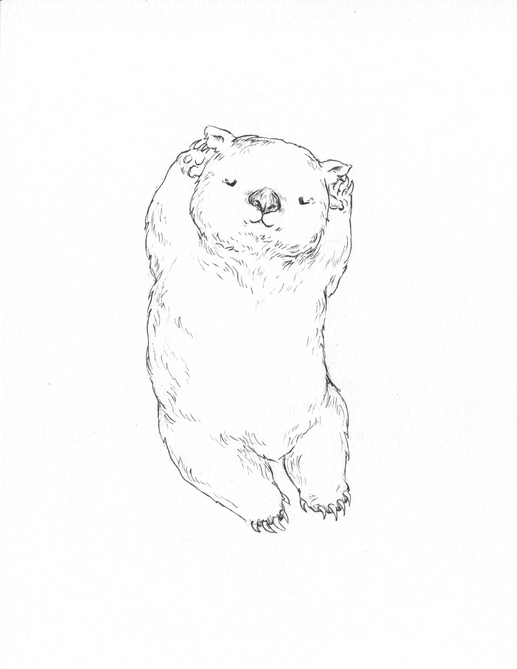 Art |  Dhanurasana Wombat // Every Body Can Yoga  |  Lucy (Yu) Lawes