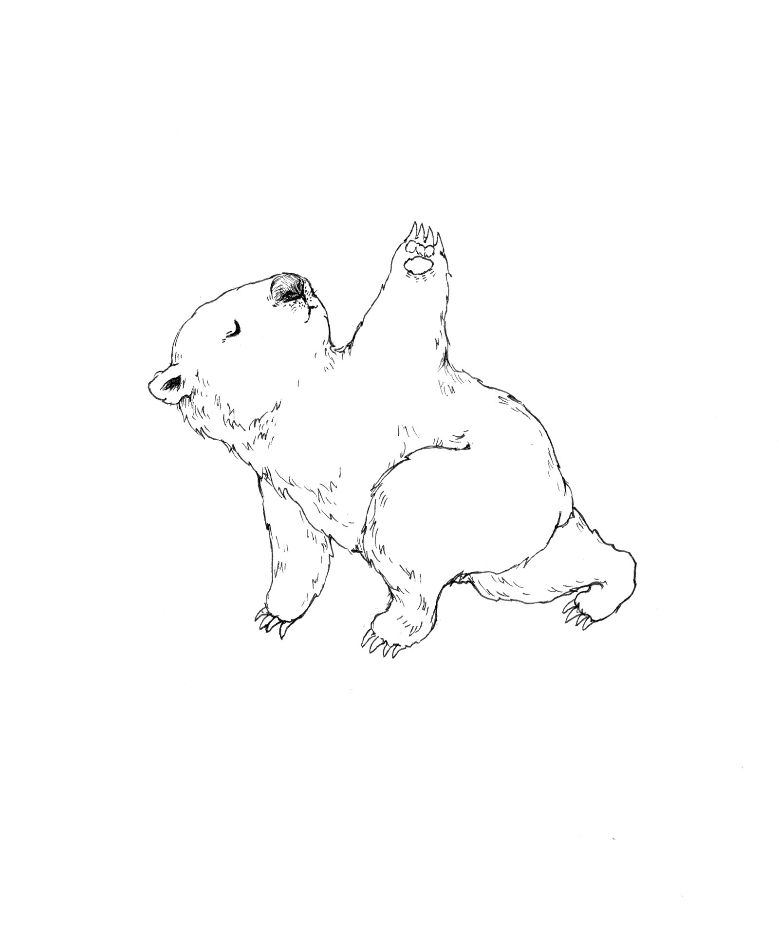 Art |  Twisted Lunge Wombat // Every Body Can Yoga  |  Lucy (Yu) Lawes