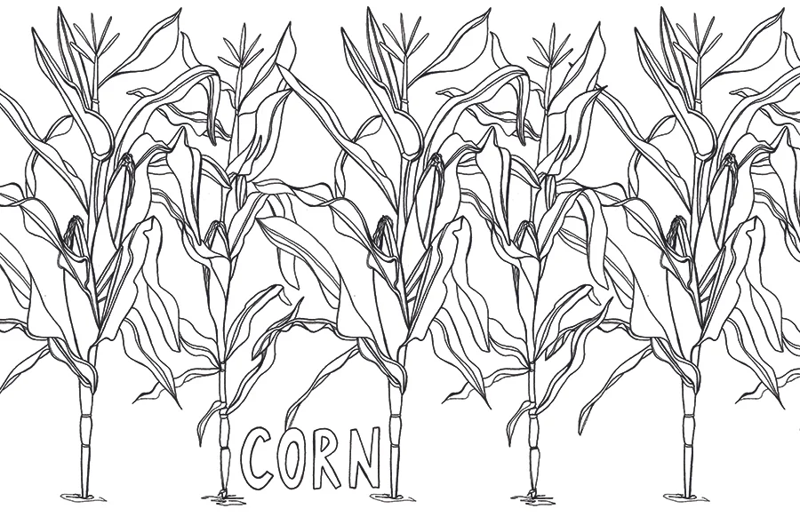 corn layout sm.jpg