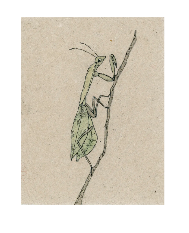praying mantis for website.png