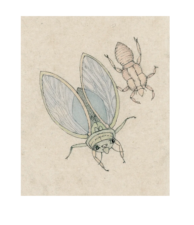 cicadas for website.png