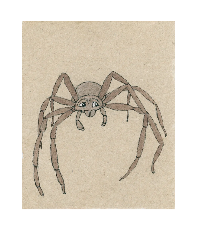 spder for website.png