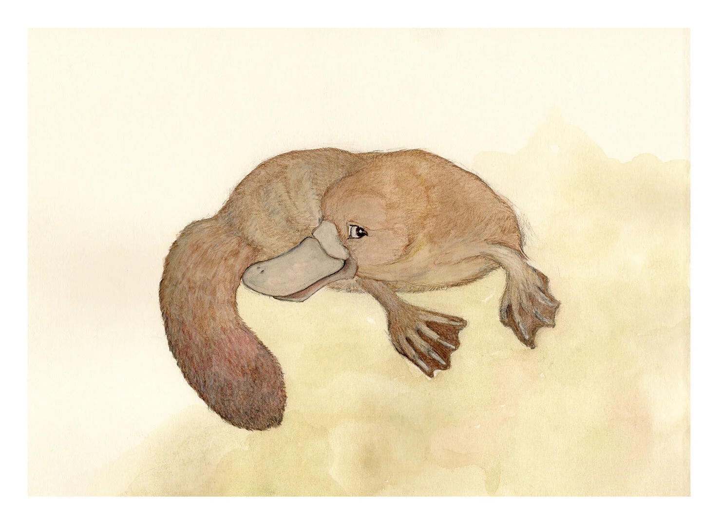 Platypus-bk---A4-with-1.jpg