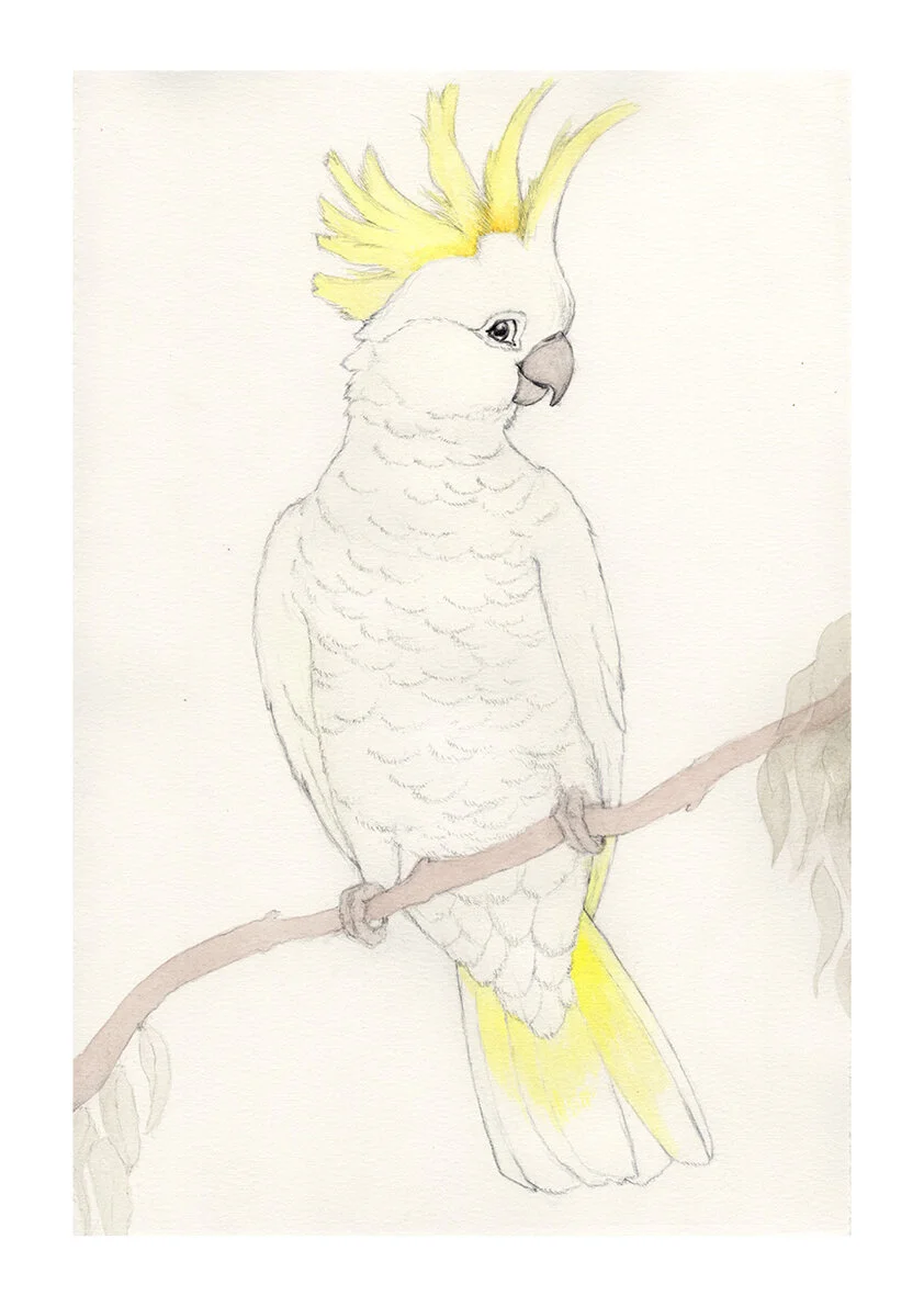 Cockatoo to print.jpeg