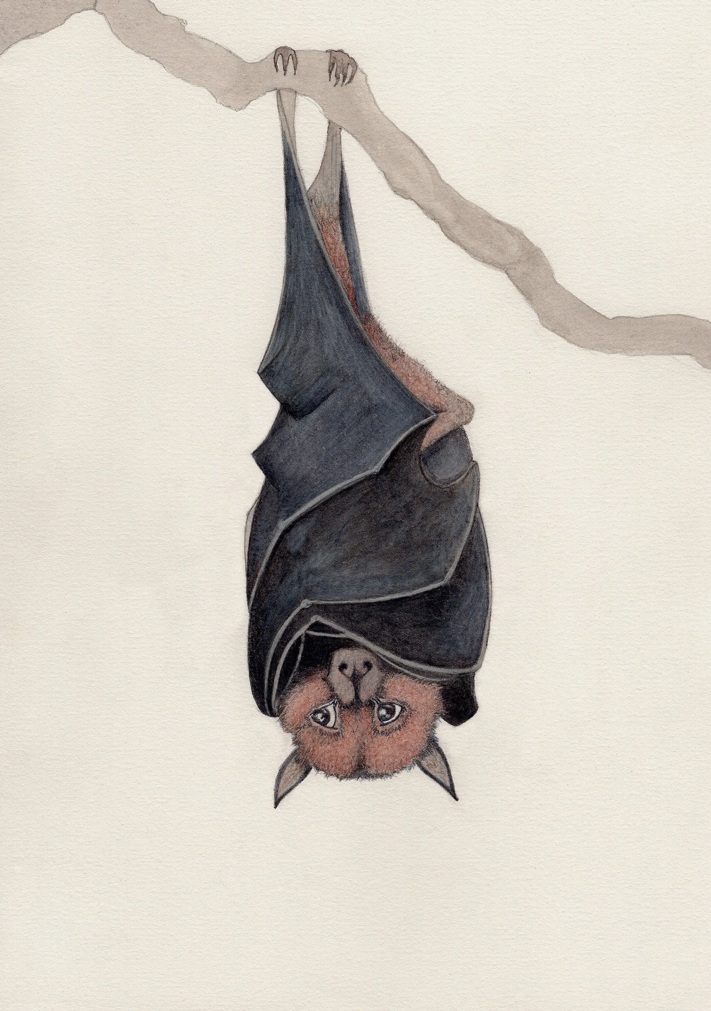Fruit Bat for cards.jpg
