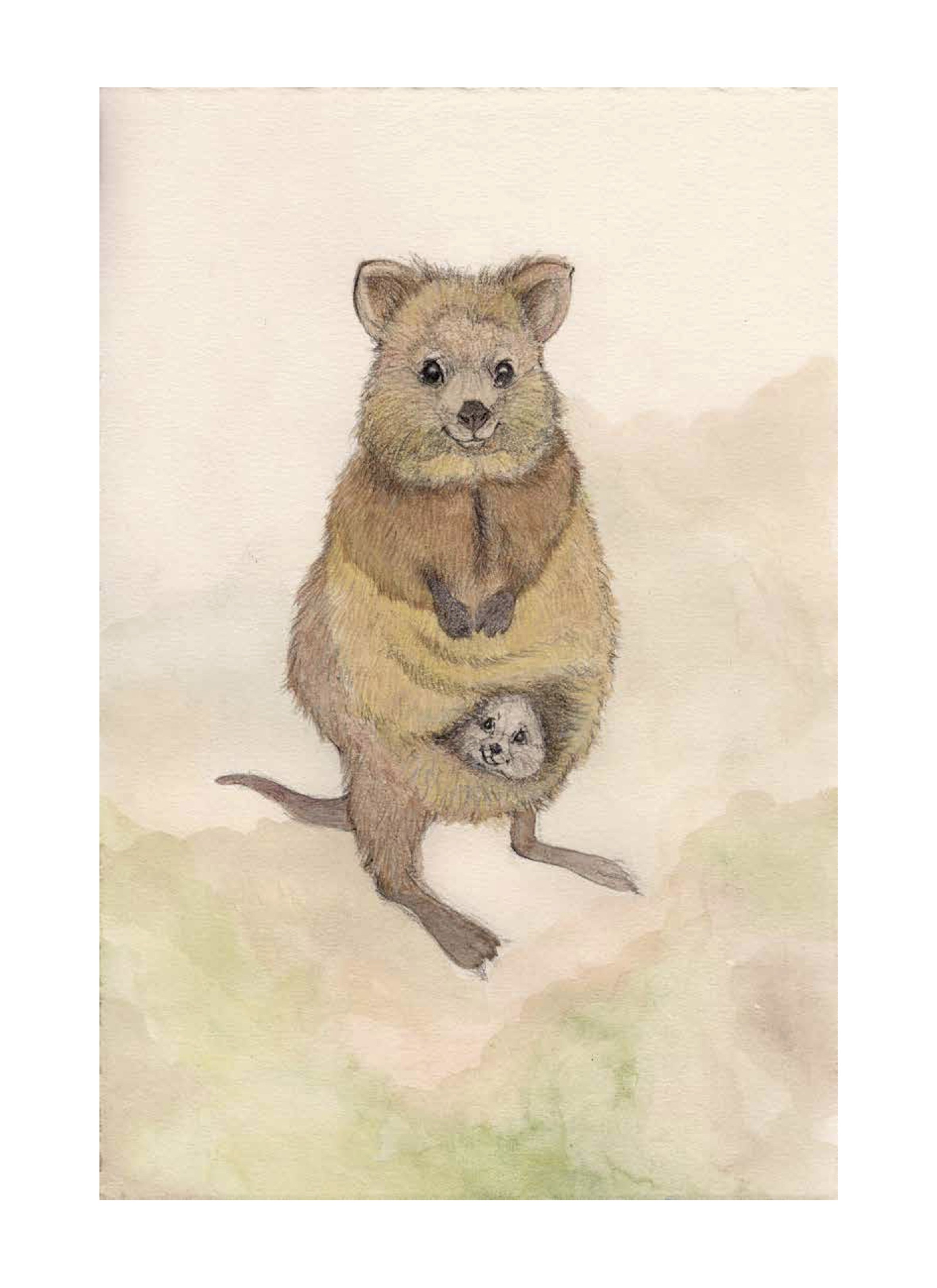 Quokka and joey low res.jpg