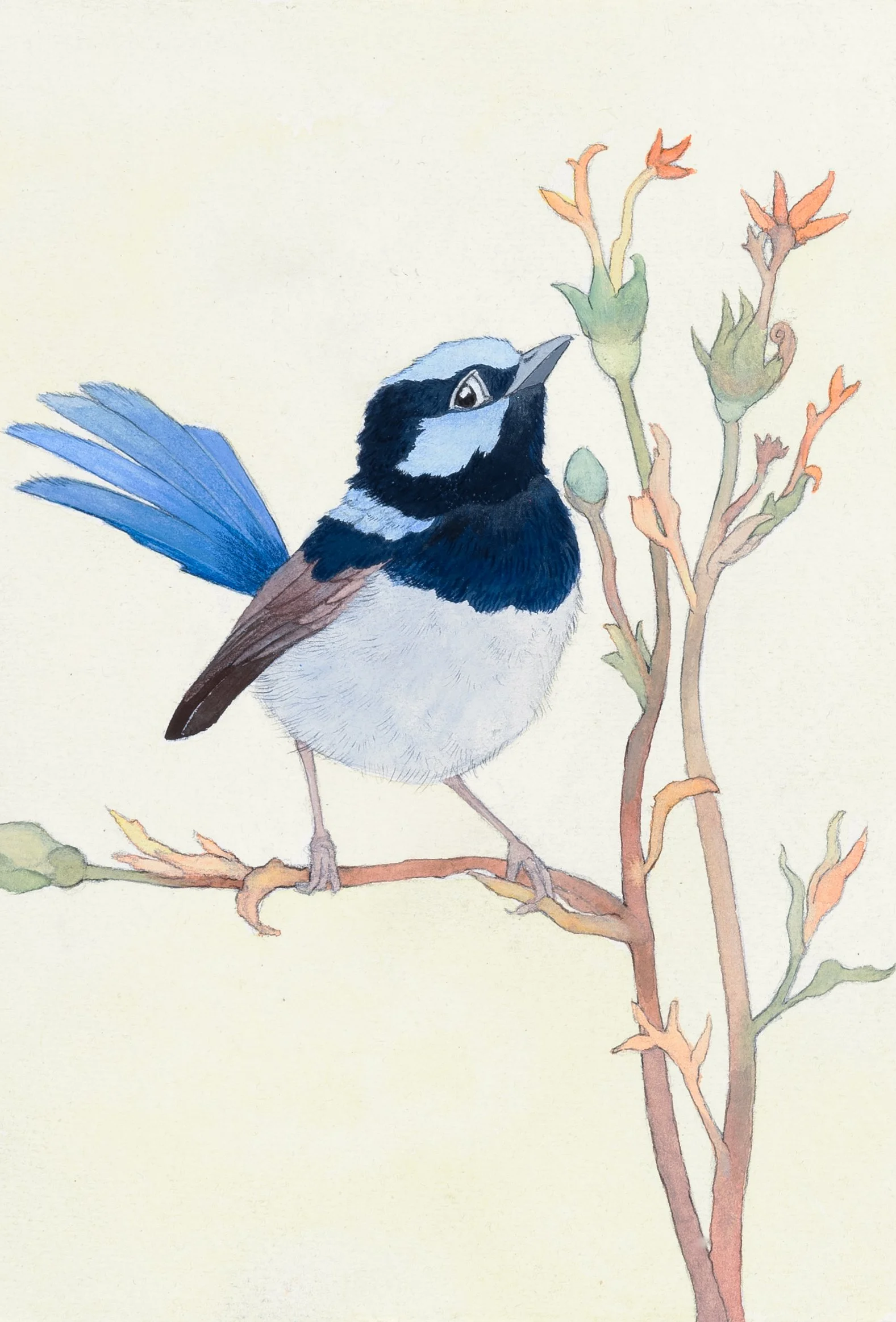 blue fairy wren card.jpeg