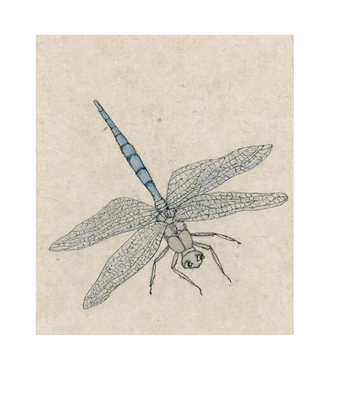 dragonfly for website.png