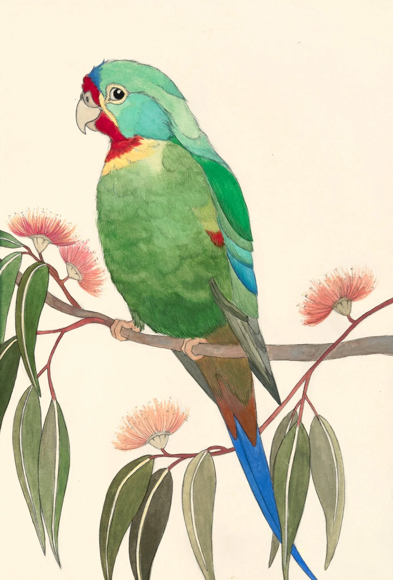 Swift Parrot copy.jpg