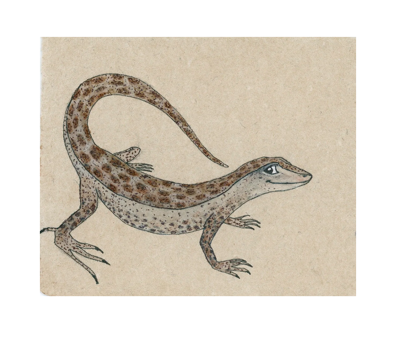 Lizard for website_with border.png