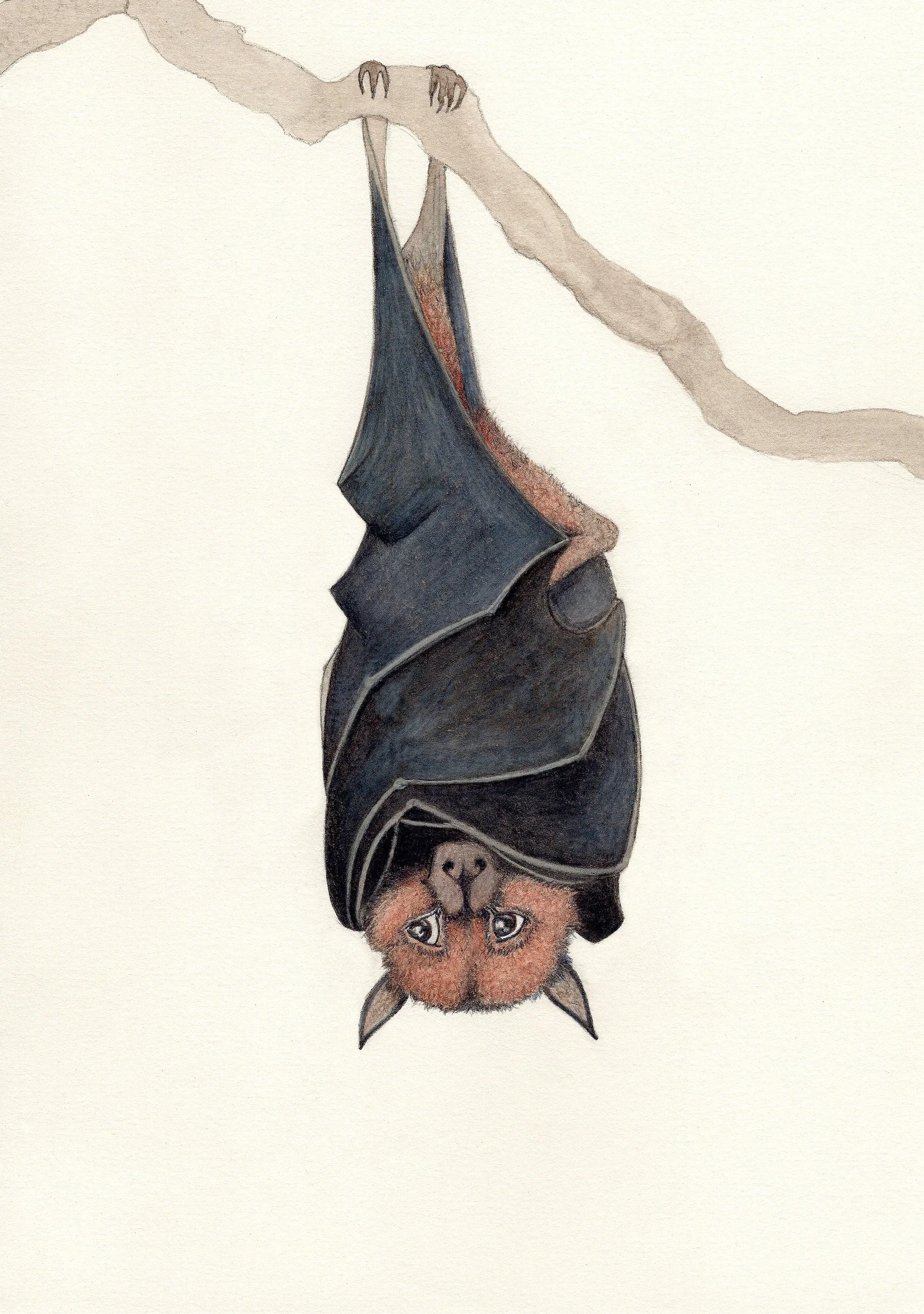 Fruit bat for greeting cards copy.jpg