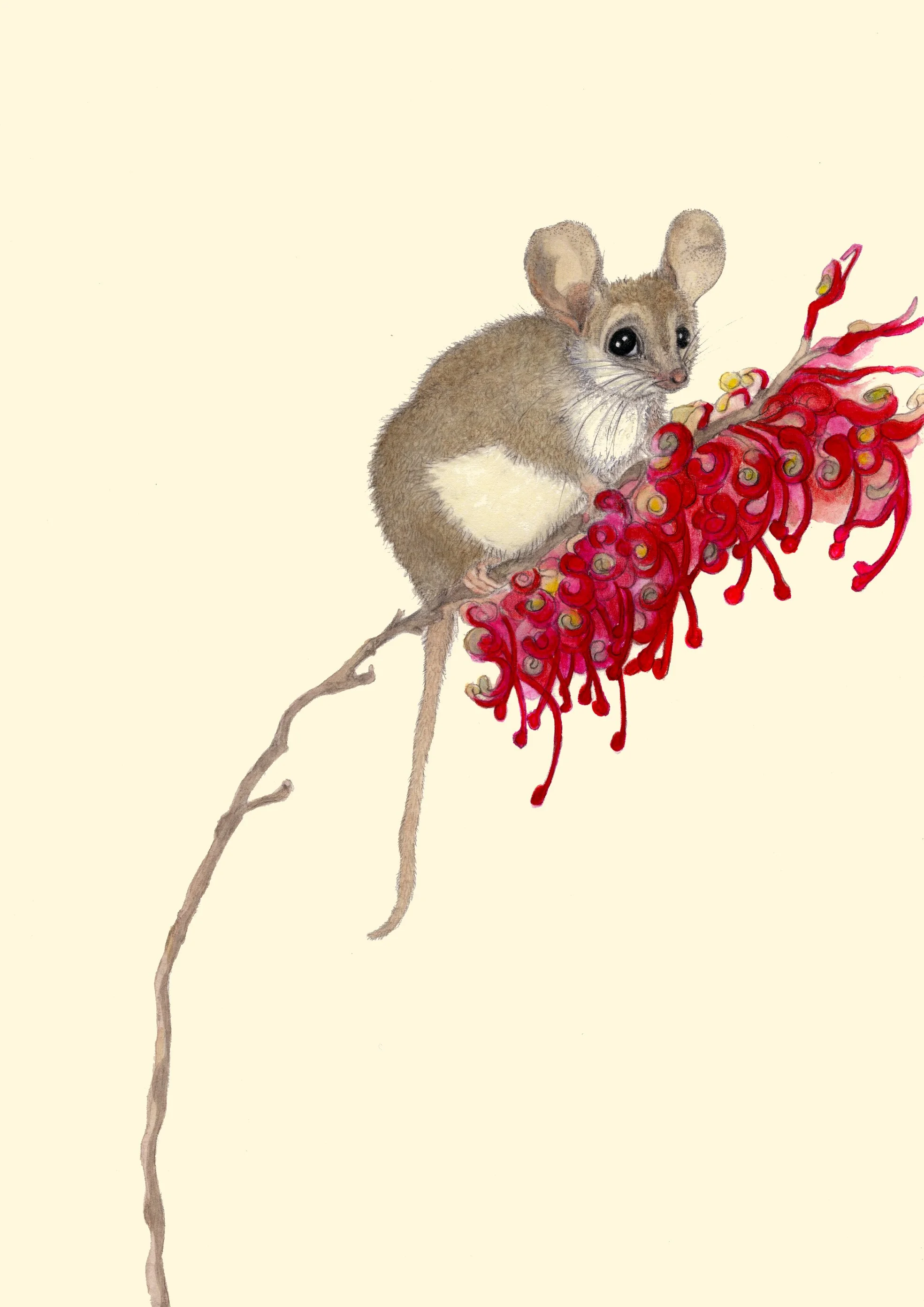 Pygmy Possum card.jpg
