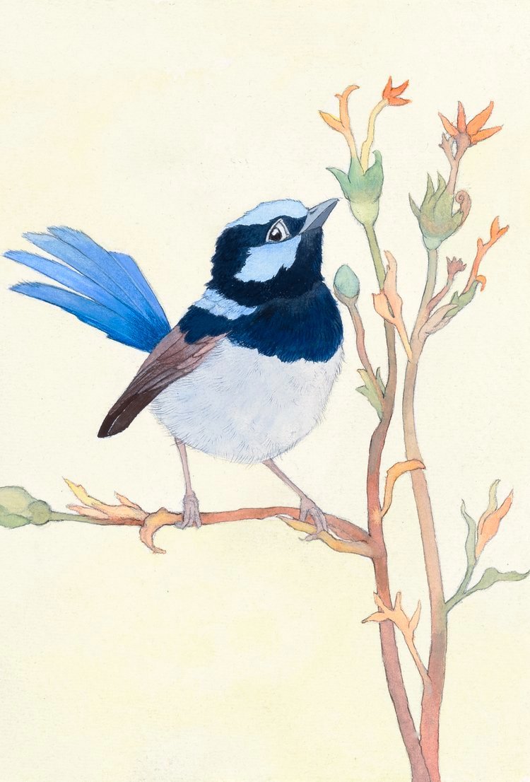 blue fairy wren image 2026.jpg