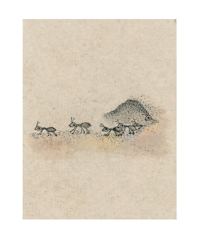 ants for website.png