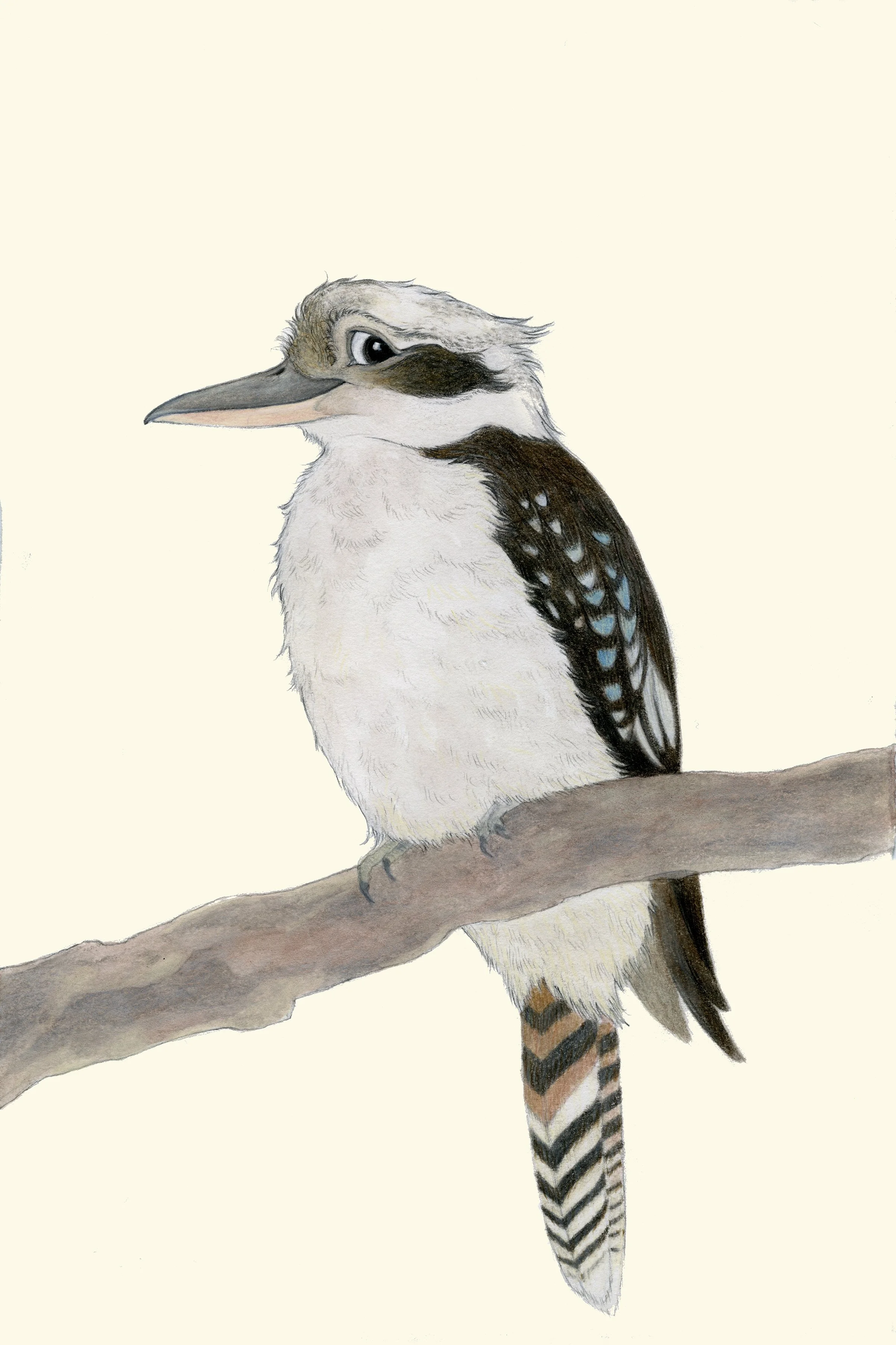 Kookaburra for cards.jpg