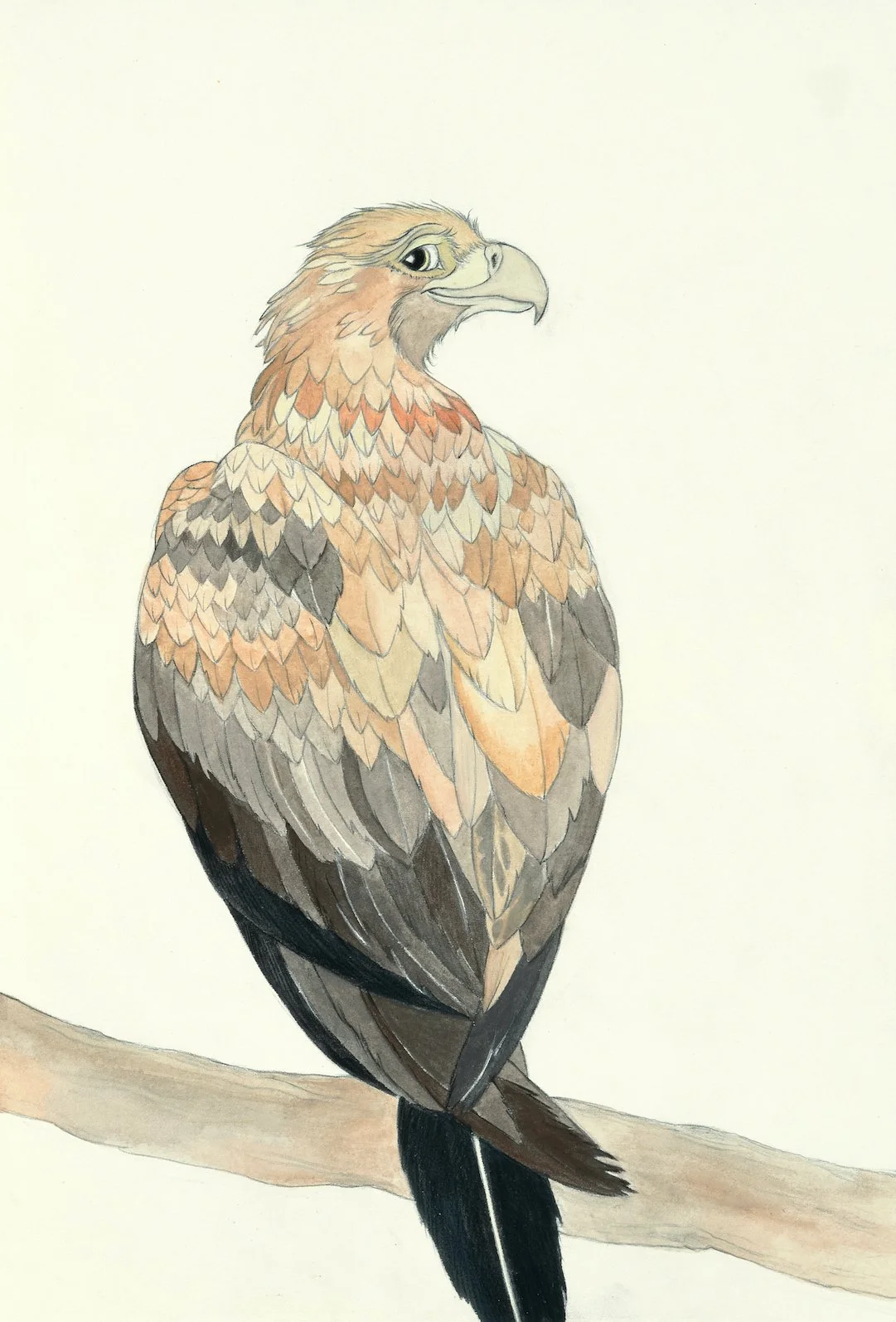 Wedge-tailed eagle card copy.jpg